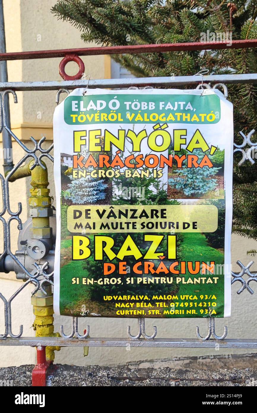 Pubblicità per la vendita di alberi di Natale in Romania. La lingua è sia in rumeno che in ungherese. Foto Stock