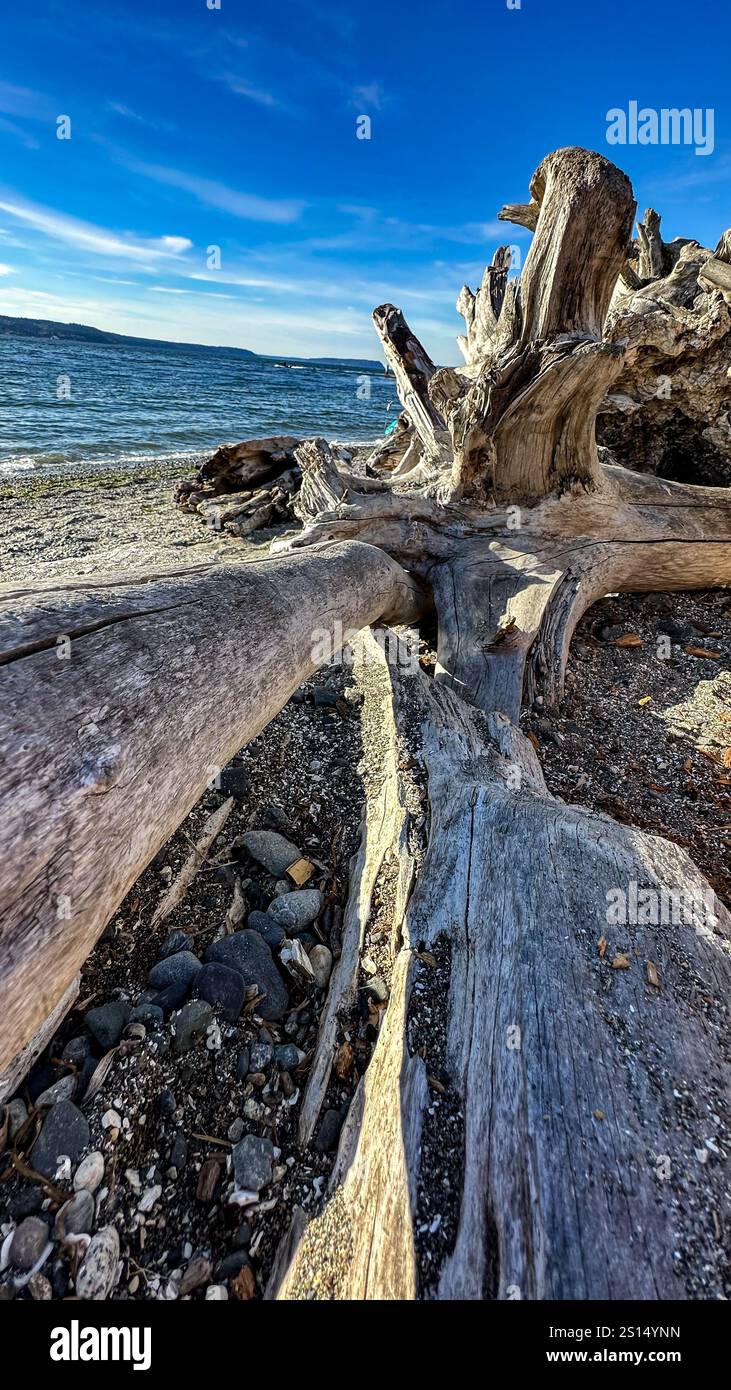 Driftwood sulla spiaggia Foto Stock