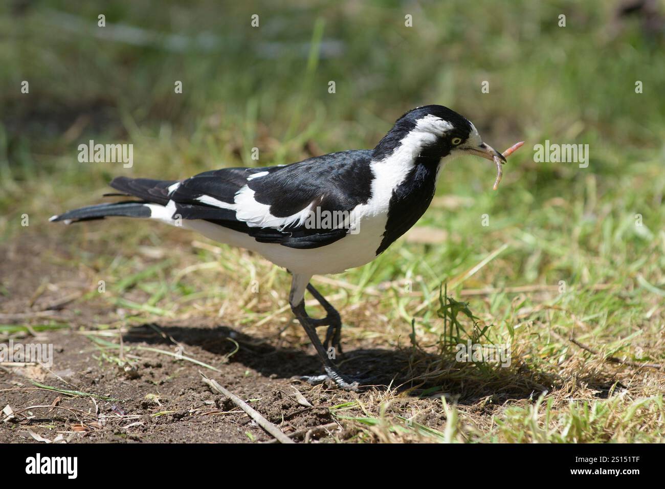 Una femmina di larice magpie (Grallina cyanoleuca), alias mudlark, peewit, peewee, Murray magpie, con un lombricco nel becco Foto Stock