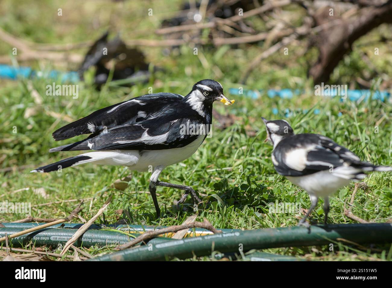 Larice magpie maschile (Grallina cyanoleuca), alias mudlark, peewit, peewee, Murray magpie, con il cibo nel becco che sta per dar da mangiare a un giovane uccello. Foto Stock