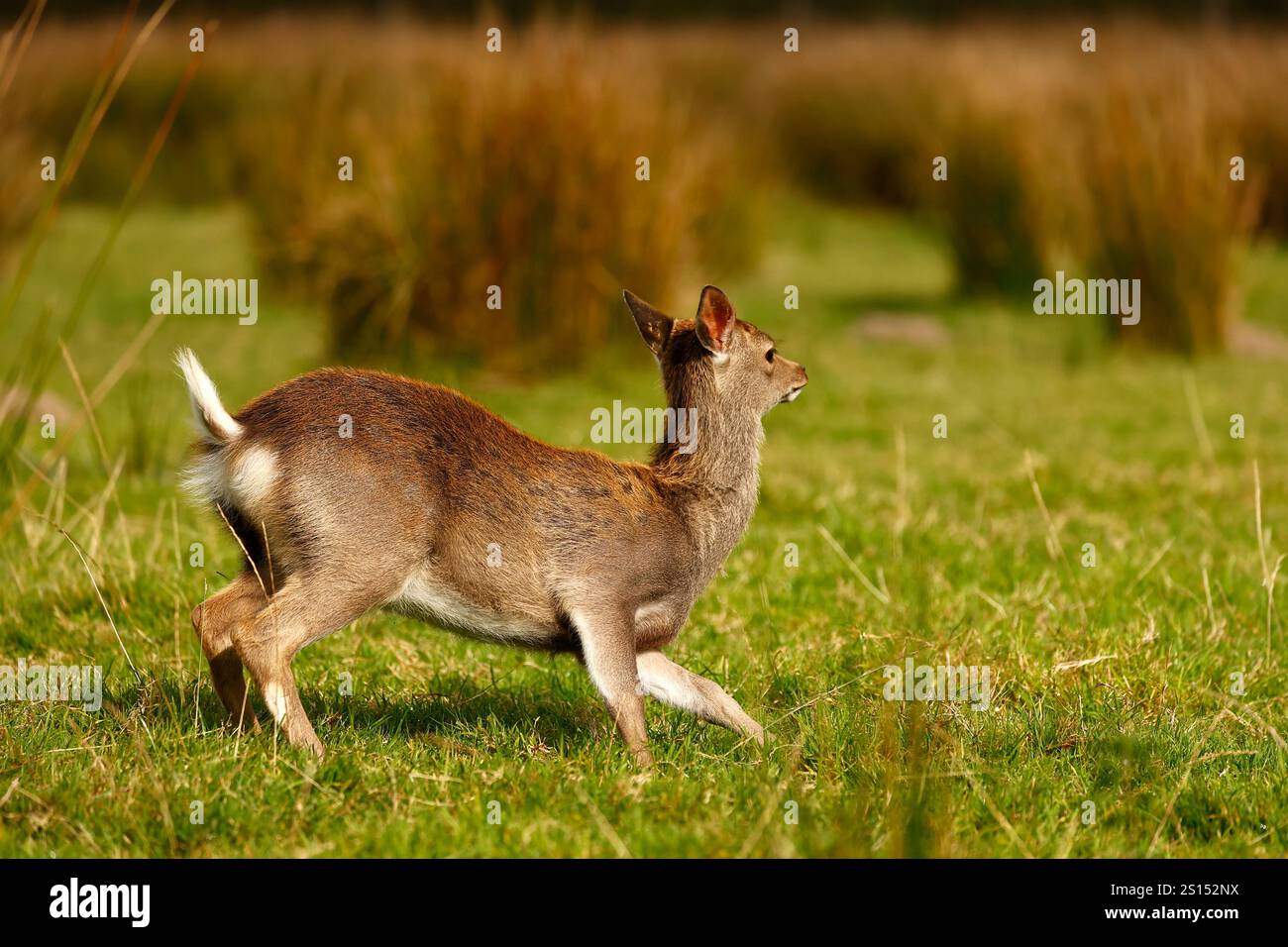 Branco di Sika Deer durante la corsa Foto Stock