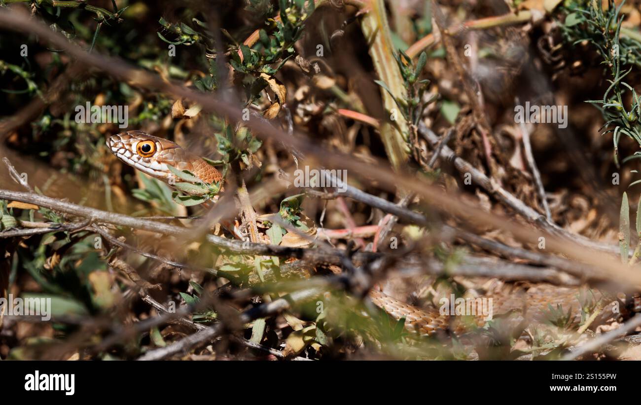 WESTERN Coachwhip, Mills Canyon, contea di Harding, New Mexico, Stati Uniti. Foto Stock