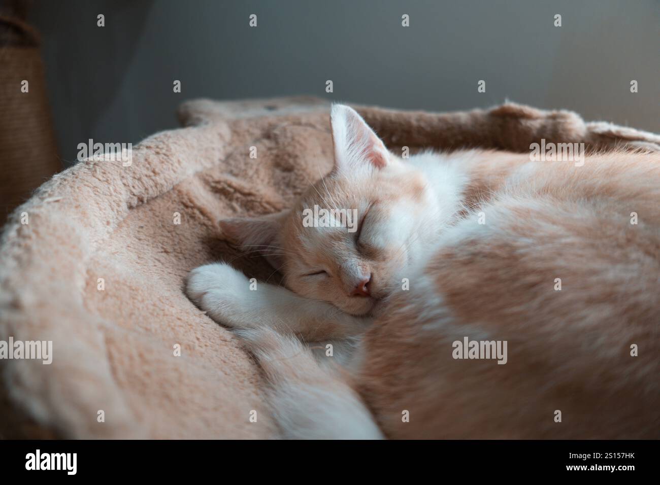 Il gattino dorme sul suo letto. Un gatto piccolo dorme e si rilassa. Gatto dormiente in casa su uno sfondo chiaro e sfocato. I gatti riposano dopo aver mangiato e giocato Foto Stock