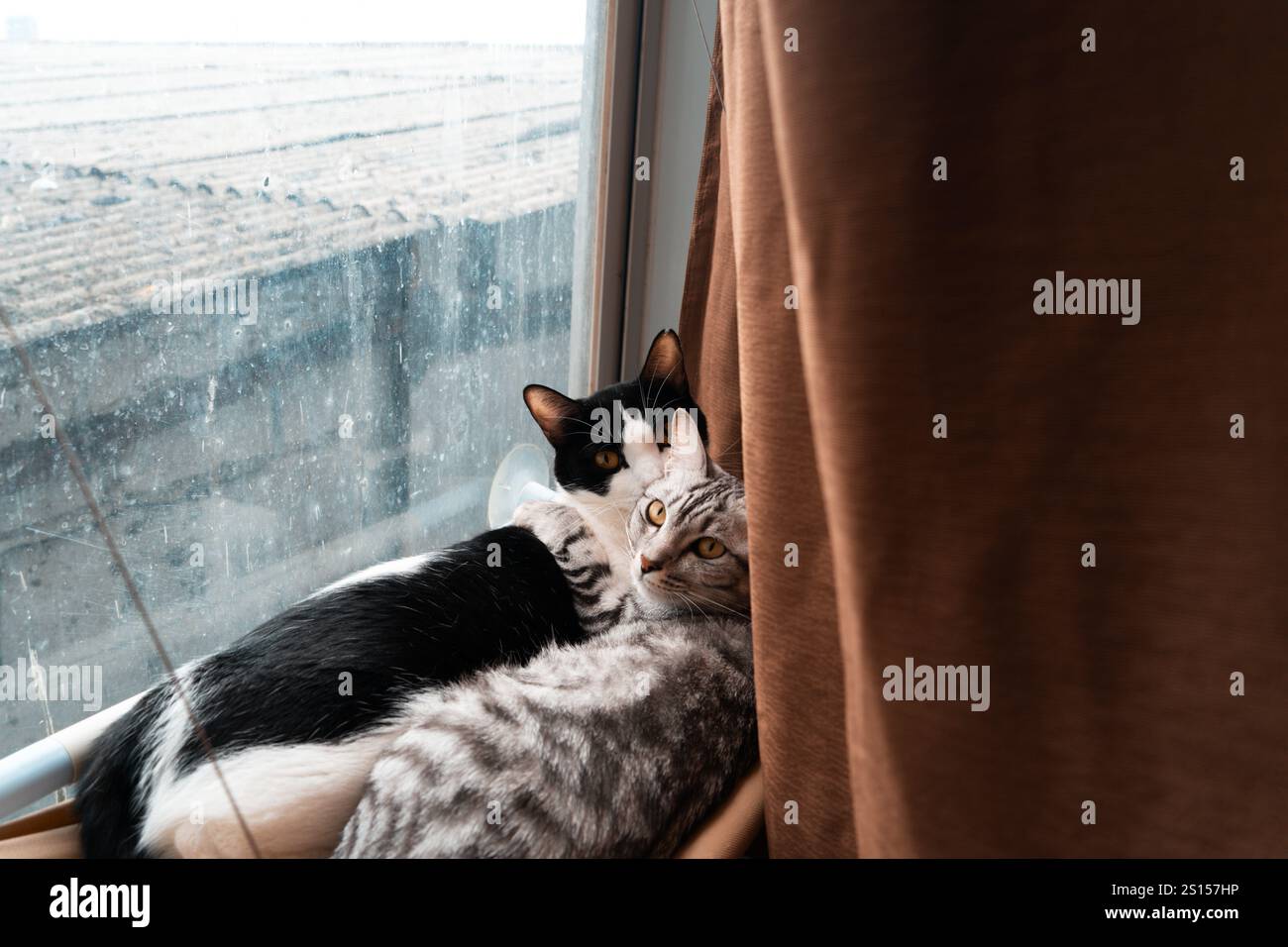 due gatti che dormono e si rilassano insieme su un'amaca, un simpatico smoking e un gatto tabby Foto Stock