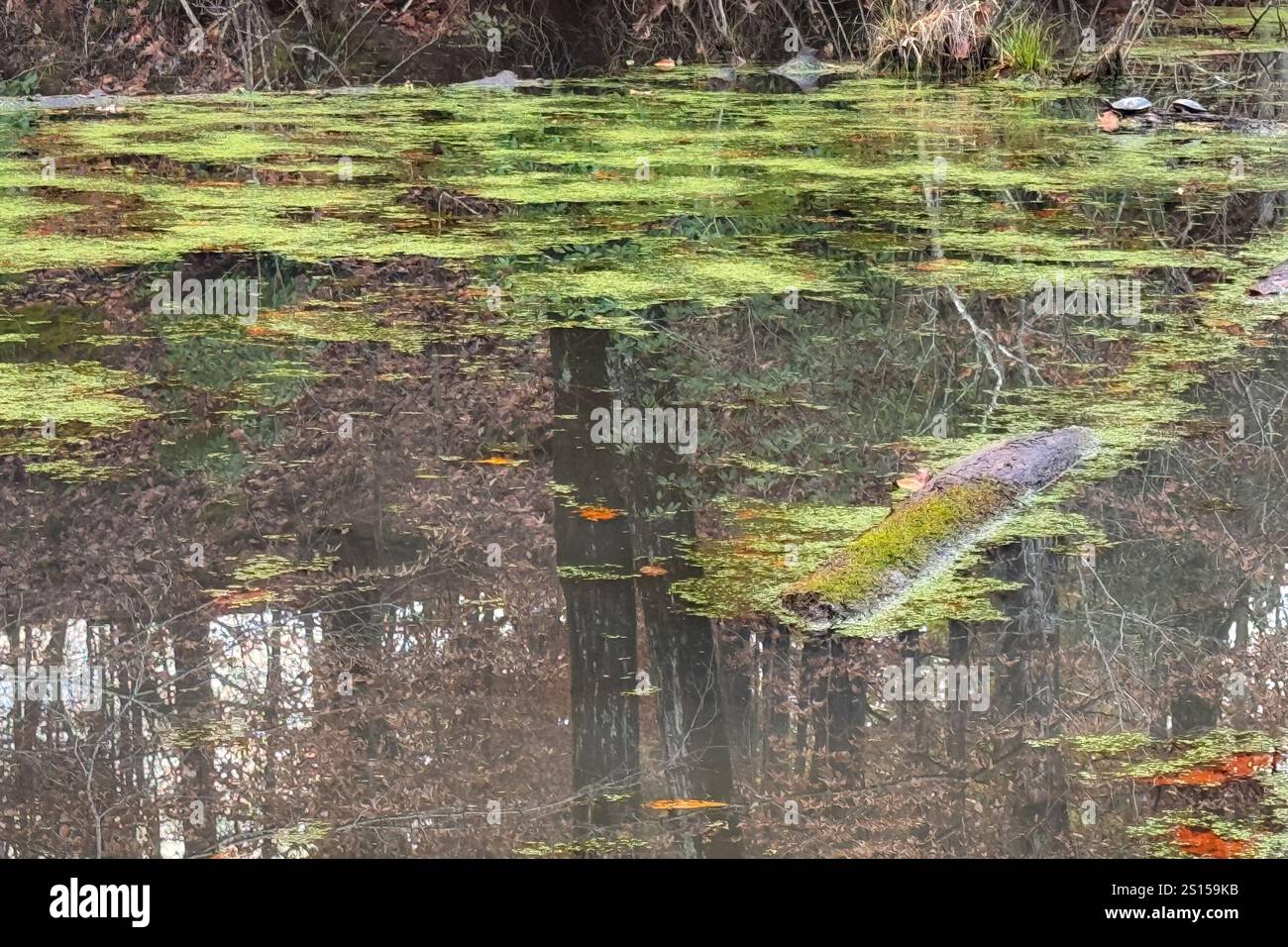Le alghe verdi galleggiano sulla sommità dell'acqua in una palude paludosa della Georgia del Nord. Foto Stock