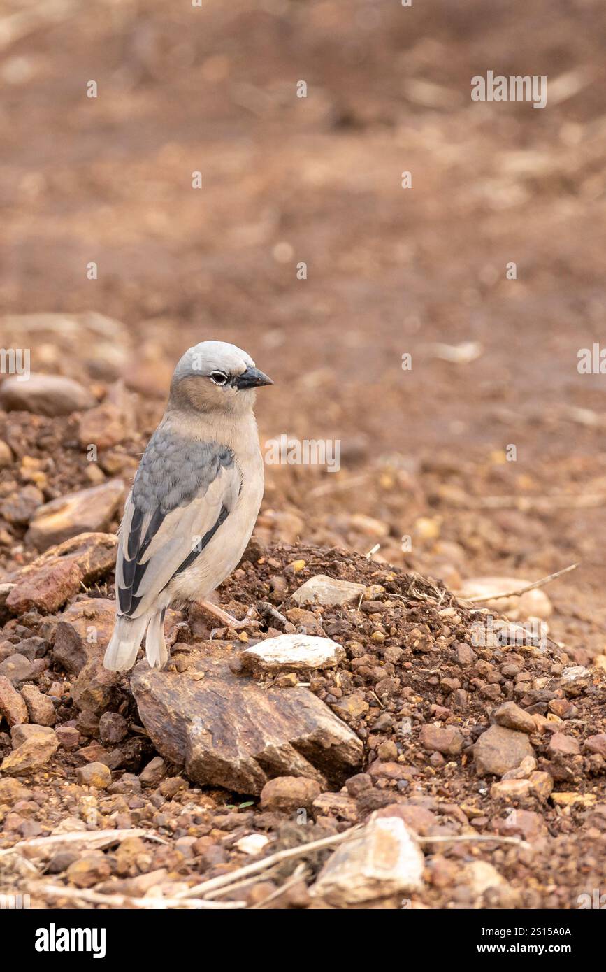 tessitore sociale con tetto grigio (Pseudonigrita arnaudi) in Serengeti in Tanzania, Africa orientale Foto Stock