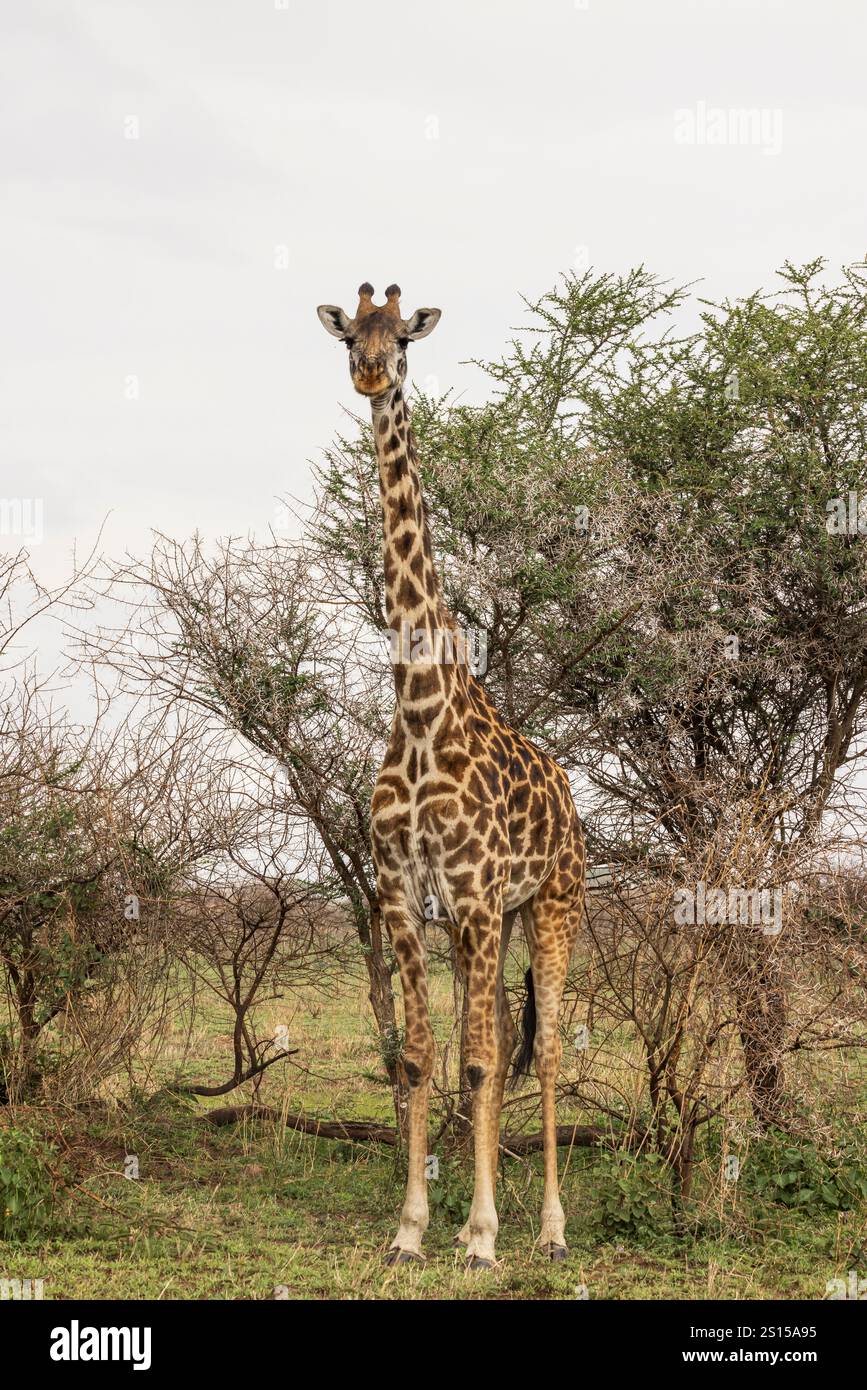 Masai Giraffa tra gli alberi i nel Serengeti in Tanzania, Africa orientale Foto Stock