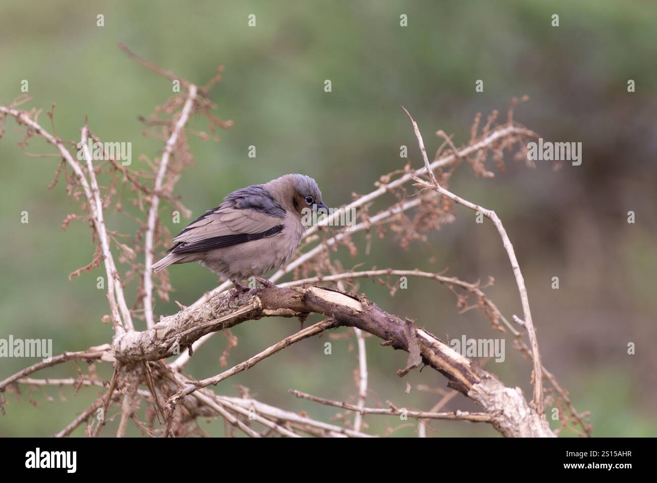 tessitore sociale con tetto grigio (Pseudonigrita arnaudi) in Serengeti in Tanzania, Africa orientale Foto Stock
