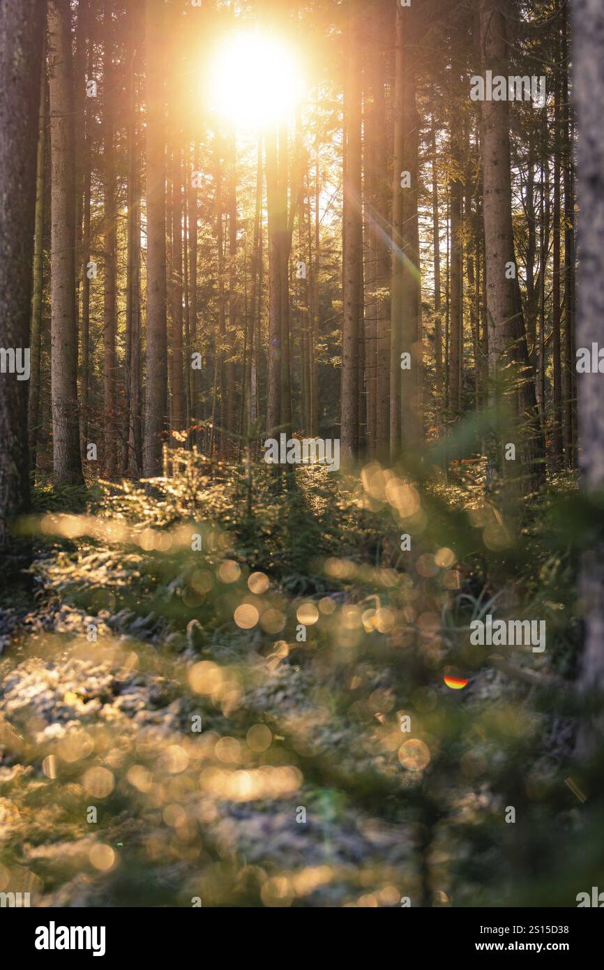 La luce del sole cade attraverso alti tronchi di alberi in una fitta foresta, Seewald, Foresta Nera, Germania, Europa Foto Stock