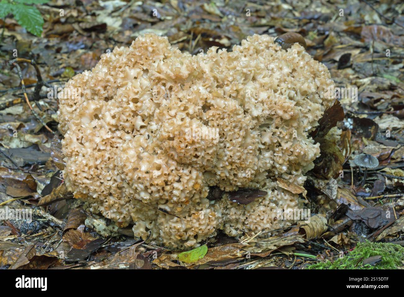 Fungo cavolfiore legno, crispa cavolfiore legno, funghi corallini di famiglia Foto Stock