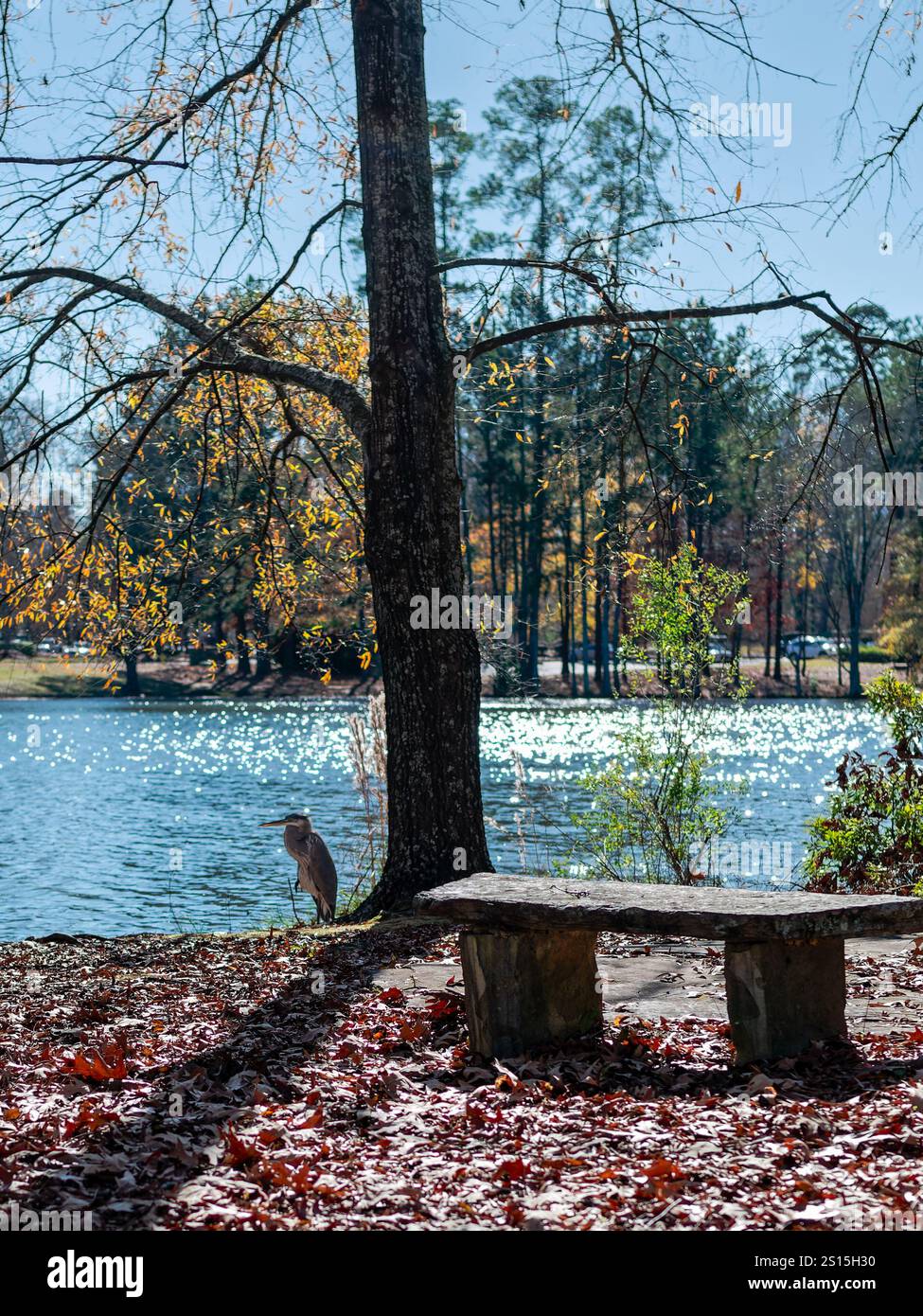 Great Blue Heron, Ardea herodias, un uccello d'acqua che riposa accanto a un piccolo lago in un parco commerciale di Montgomery, Alabama, USA. Foto Stock