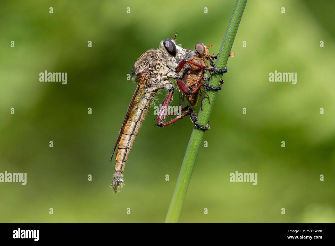 Australian Robber Fly o Assassin Fly con la preda Foto Stock