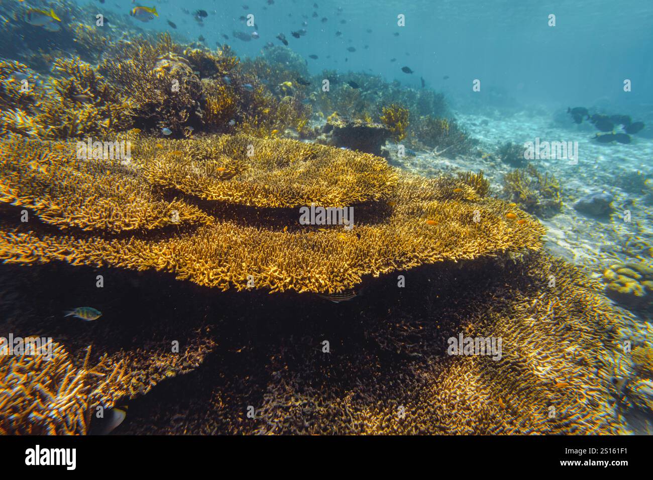 Tuffati nel vibrante mondo sottomarino delle barriere coralline di Komodo Foto Stock