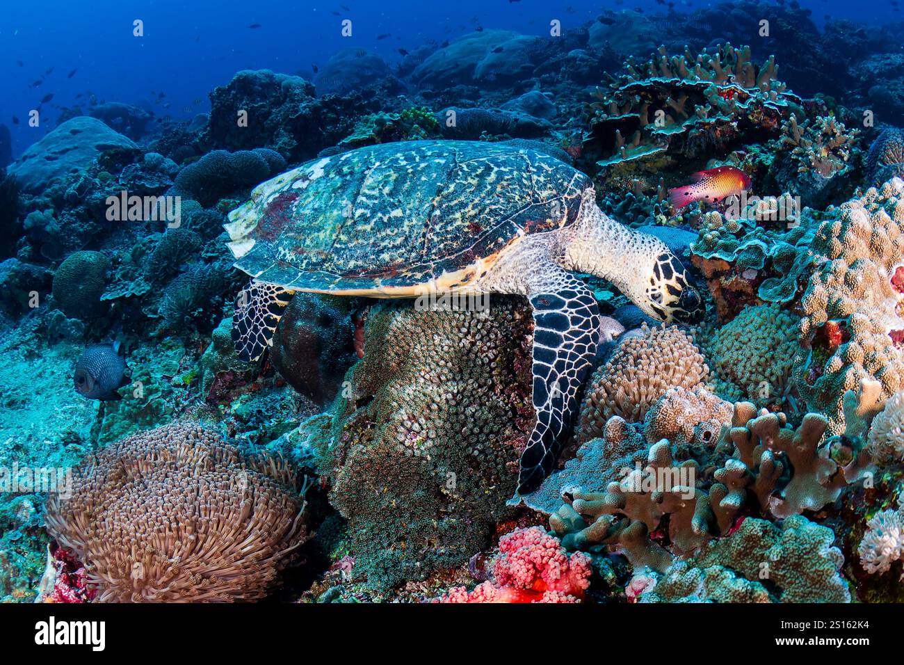 Tartaruga Hawksbill su una barriera corallina con acqua limpida e blu Foto Stock