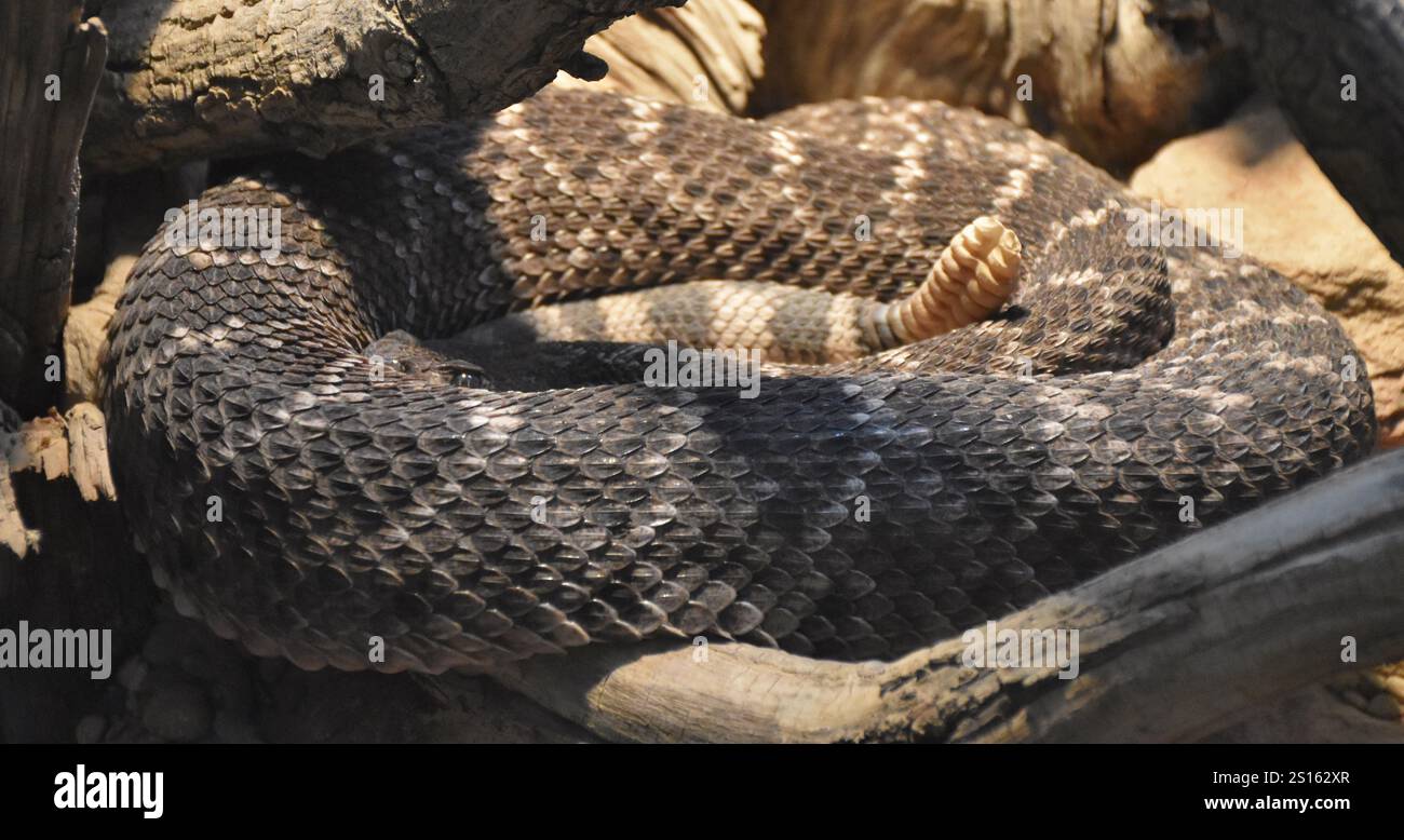 Un serpente a sonagli di diamondback orientale avvolto (Crotalus atrox) Foto Stock