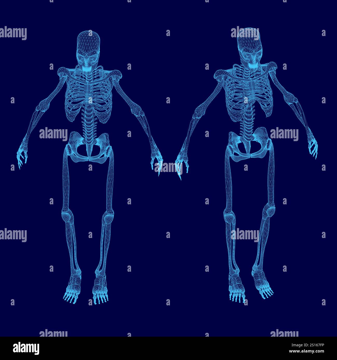 Due scheletri sono mostrati in blu, uno dei quali manca di una gabbia costale. Gli scheletri sono posizionati in modo tale che sembrino essere in posa, poss Illustrazione Vettoriale