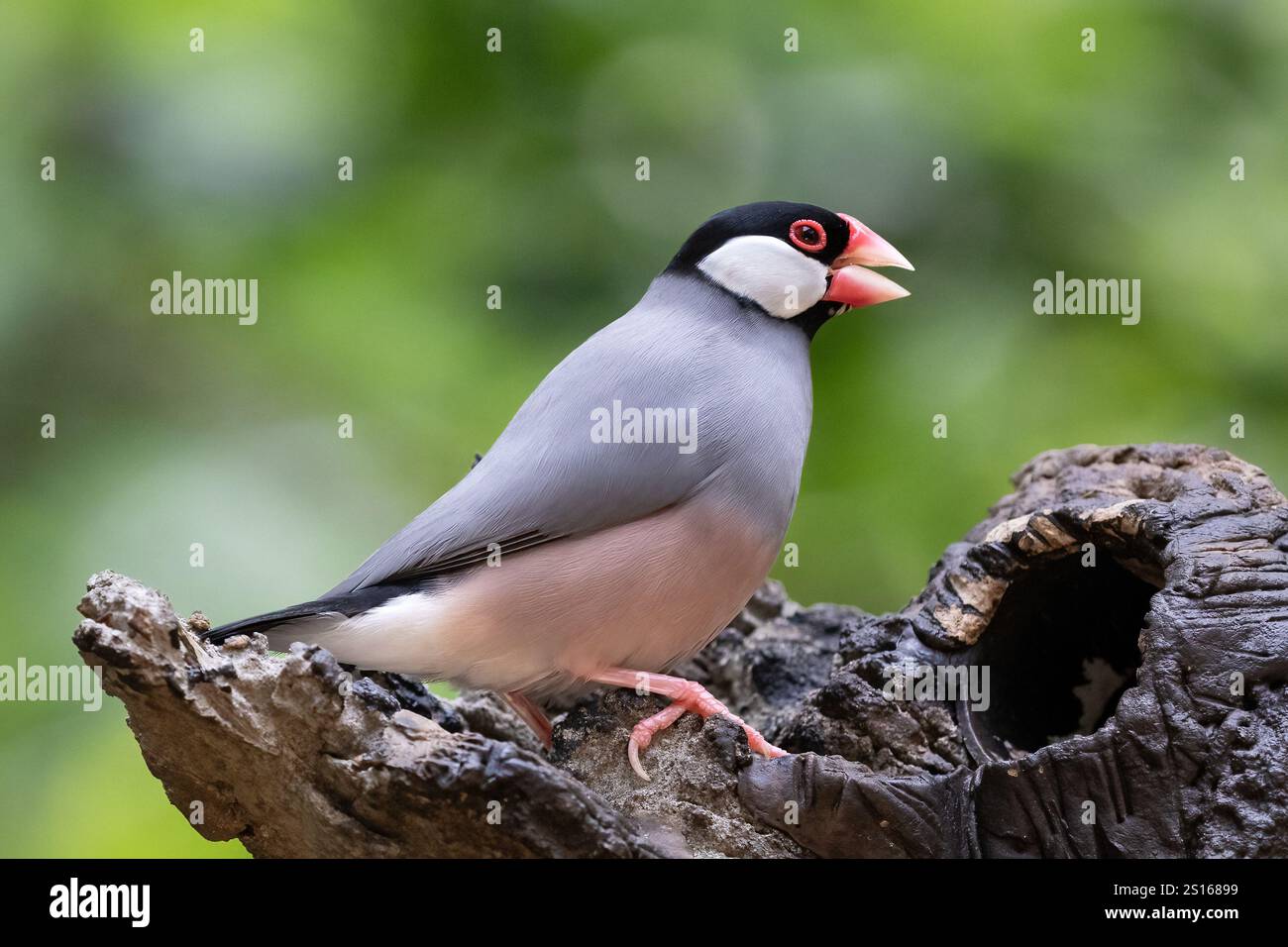 Passero di Giava (Lonchura oryzivora) arroccato su un tronco di alberi deat. Piante verdi sullo sfondo. A Edward Youde Aviary, Hong Kong Park. Foto Stock
