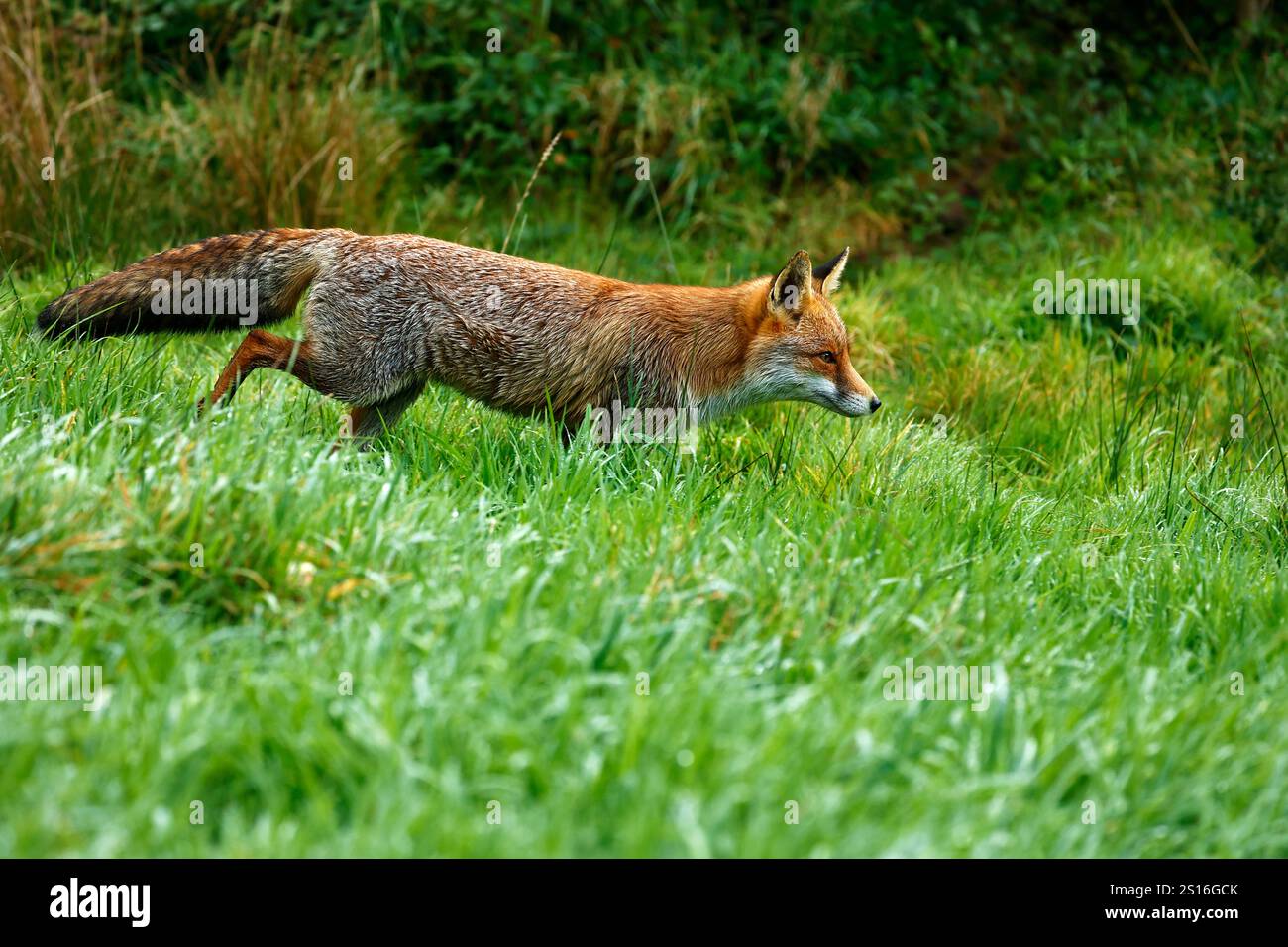 La nostra bella e astuta Red Fox Foto Stock