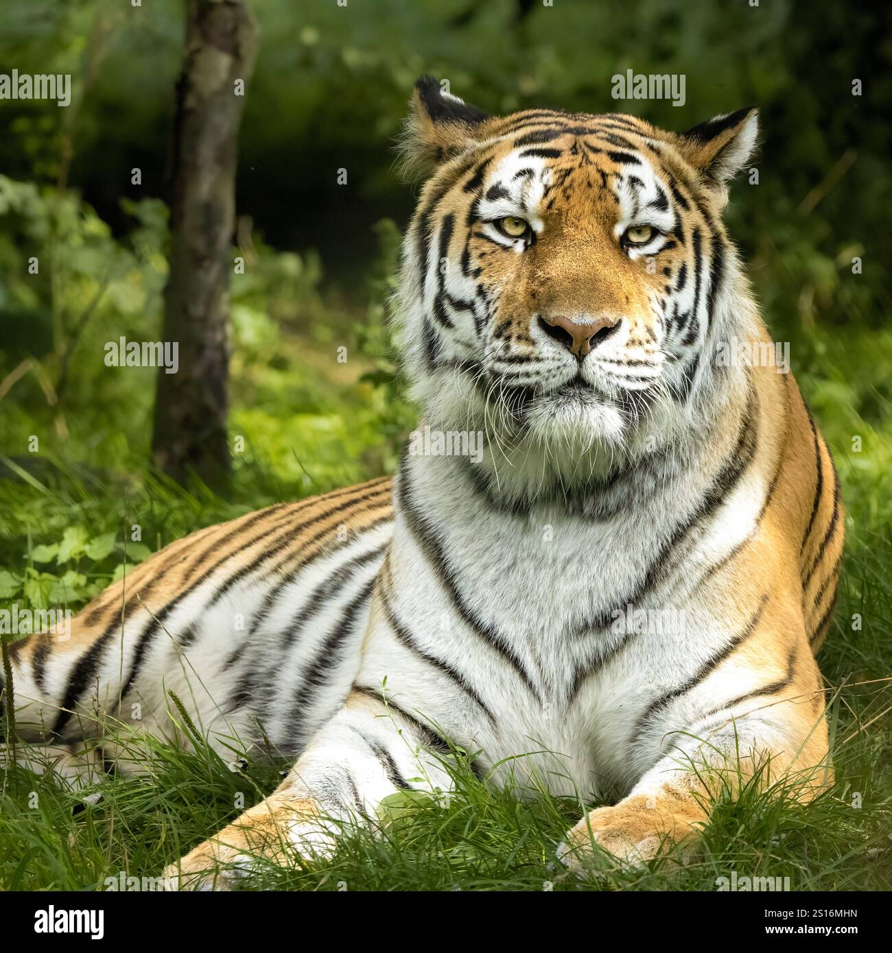 Tigre siberiana Foto Stock