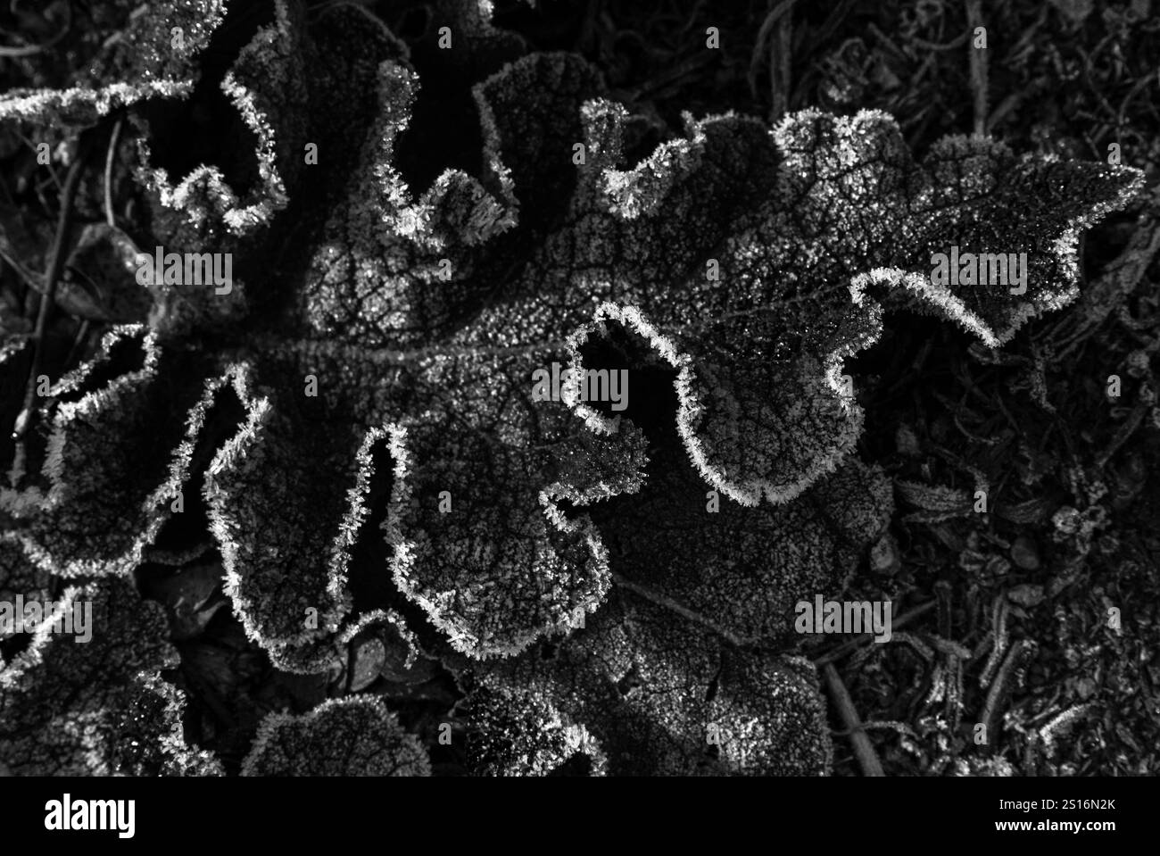 Gelo mattutino: Bordi di piante congelate con rugiada ghiacciata Foto Stock