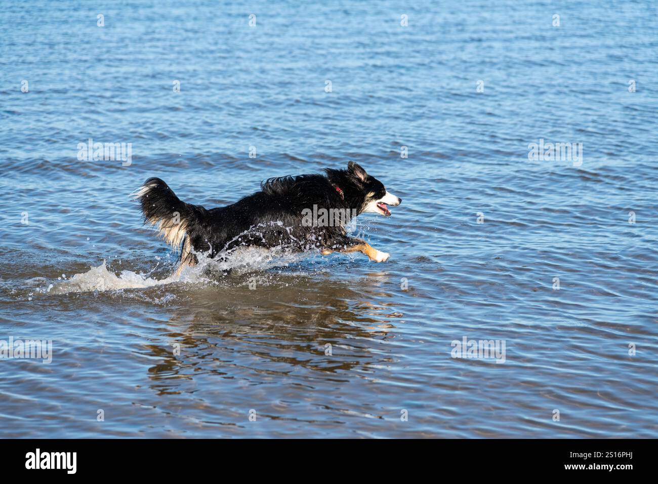 Un cane Border Collie che si diverte nel mare a Morecambe, sulla costa dell'Inghilterra nordoccidentale. Foto Stock