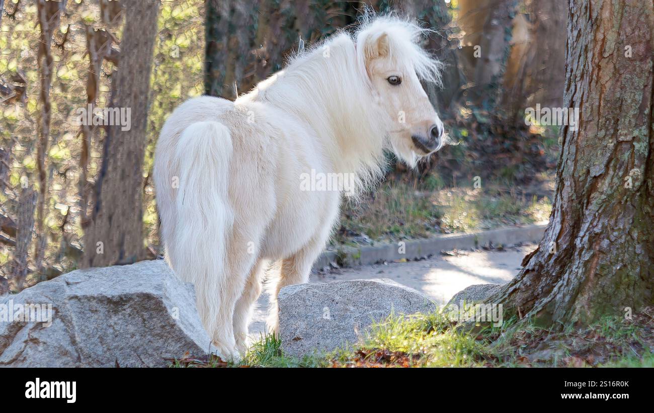 White Pony in una tranquilla foresta durante il giorno Foto Stock