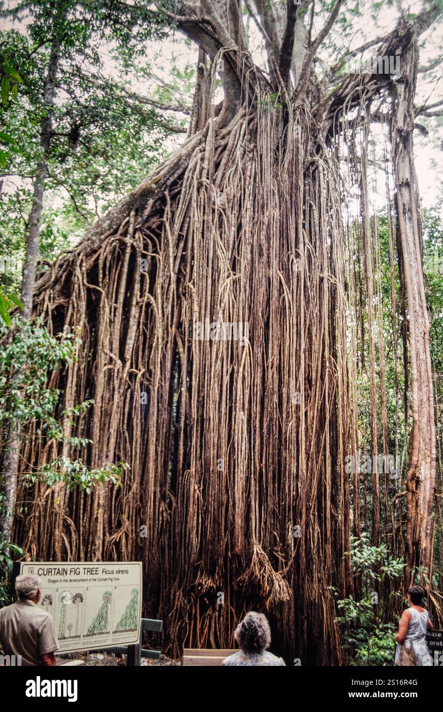 Turisti che visitano il Curtain Fig Tree, un albero patrimonio dell'umanità presso la Curtain Fig Tree Road, East Barron vicino a Yungaburra, Tablelands Region, Queensland, Australia. È un fico strangolatore (Ficus virens) che si pensa abbia più di 500 anni, ed è uno degli alberi più grandi del Queensland settentrionale tropicale con estese radici aeree. Foto d'archivio del 1991 con i visitatori. Foto Stock