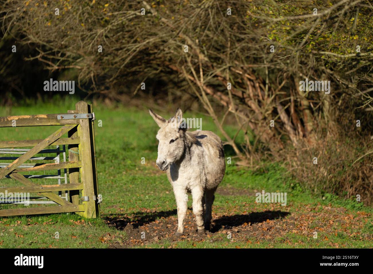 Asino-Equus asinus in un campo nel Sussex Inghilterra Regno Unito Foto Stock