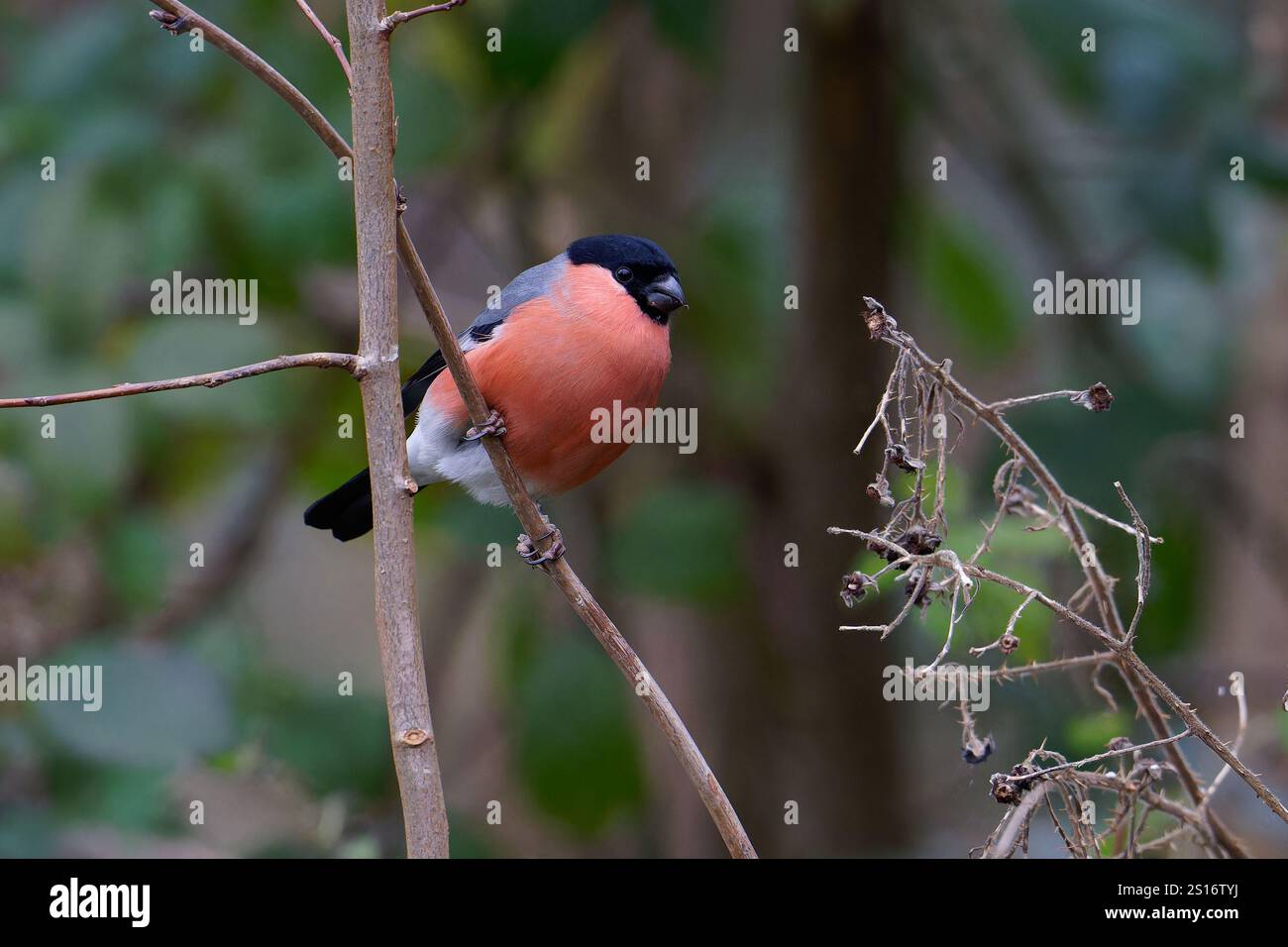 Maschio Bullfinch-Pyrrrhula pyrrrhula che si nutre. Inverno. Foto Stock