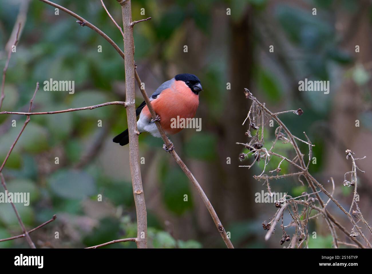 Maschio Bullfinch-Pyrrrhula pyrrrhula che si nutre. Inverno. Foto Stock