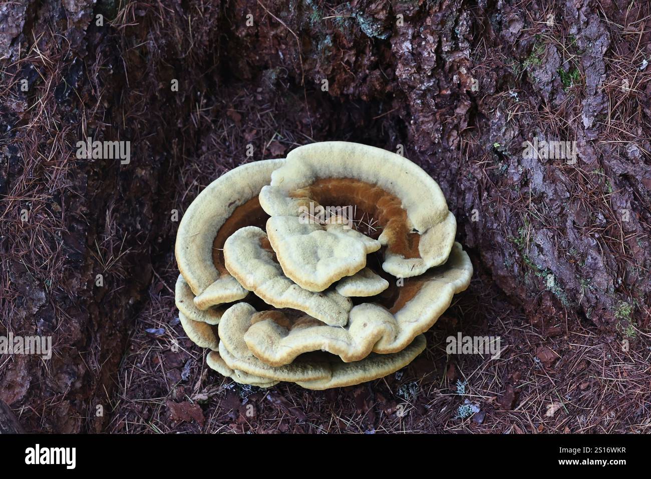Phaeolus schweinitzii, comunemente noto come fungo da punta di velluto, poliporo di dyer, o dyer's mazegill, fungo proveniente dalla Finlandia Foto Stock