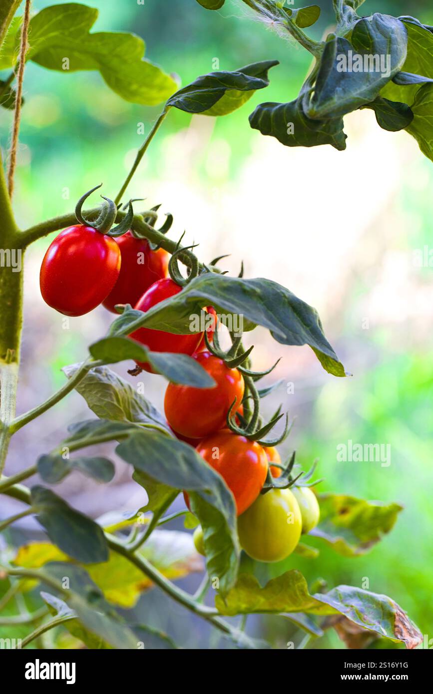 Appesi alla vite, i pomodori Datterino sfoggiano un rosso intenso, bucce lisce e una forma simile a quella di un datterino. Il loro sapore dolce e la succosa consistenza li rendono Foto Stock