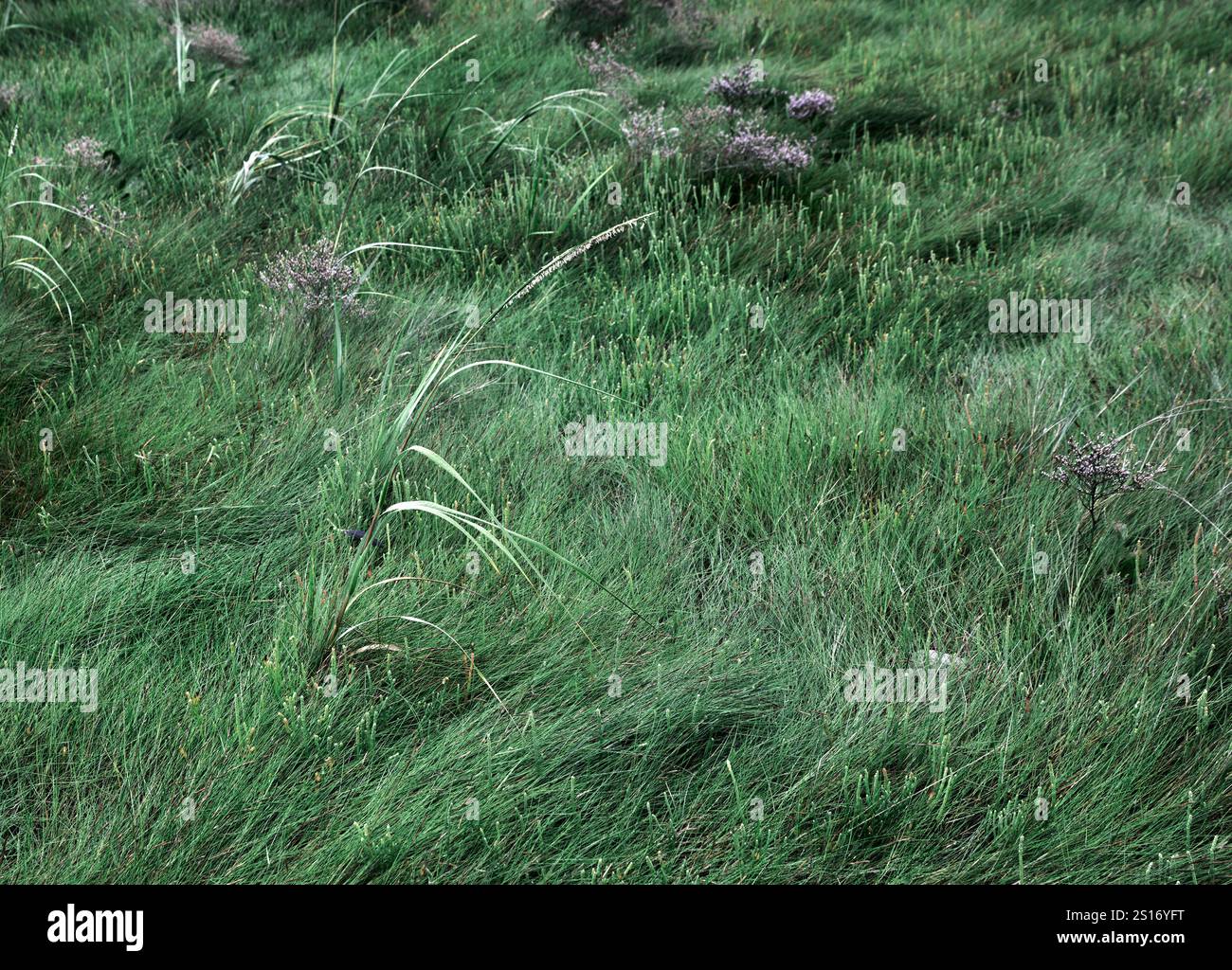 Dettaglio palude di sale. Foto Stock
