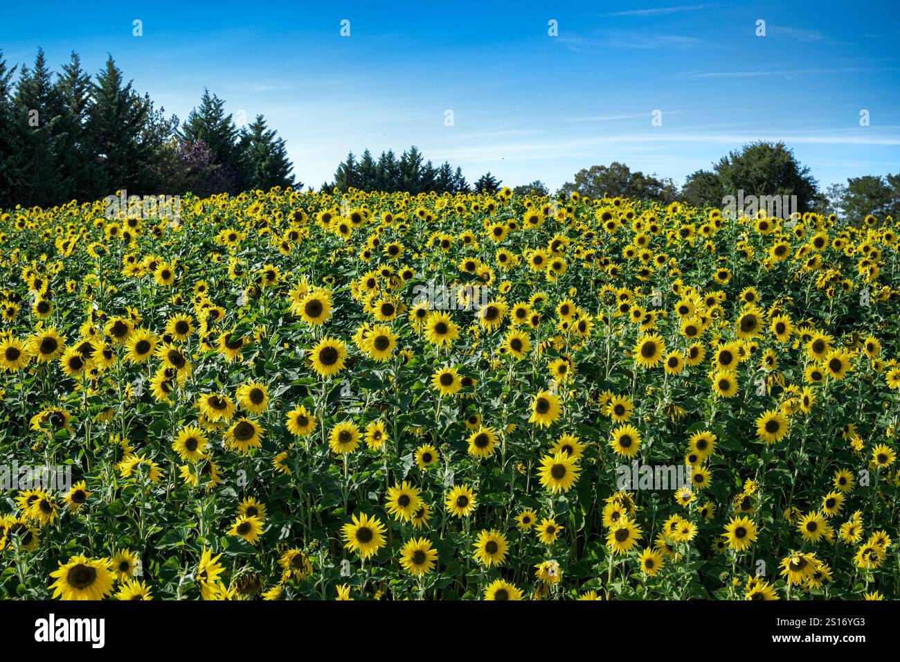 Un raccolto di girasoli in piena fioritura. Foto Stock