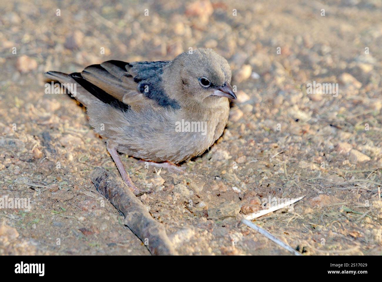 tessitore sociale con tetto grigio (Pseudonigrita arnaudi) del Serengeti (Seronera), Tanzania. Foto Stock