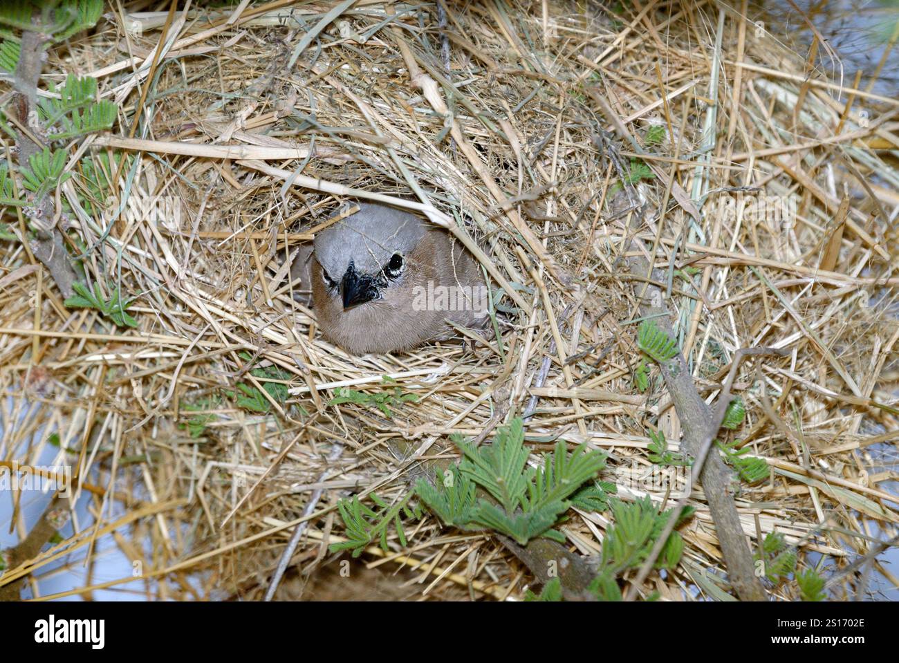 tessitore sociale con tetto grigio (Pseudonigrita arnaudi) nel suo nido. Foto da Serengeti (Seronera), Tanzania. Foto Stock