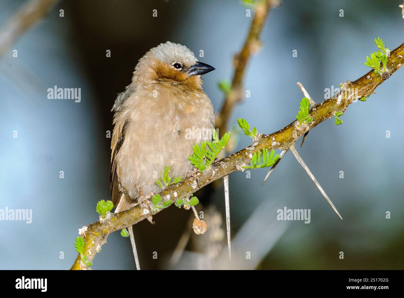 tessitore sociale con tetto grigio (Pseudonigrita arnaudi) del Serengeti (Seronera), Tanzania. Foto Stock