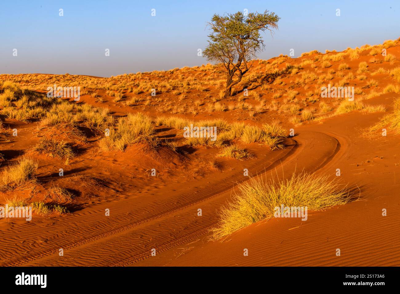 Strada panoramica attraverso le dune rosse con erba gialla in Africa, Namibrand, Namibia Foto Stock