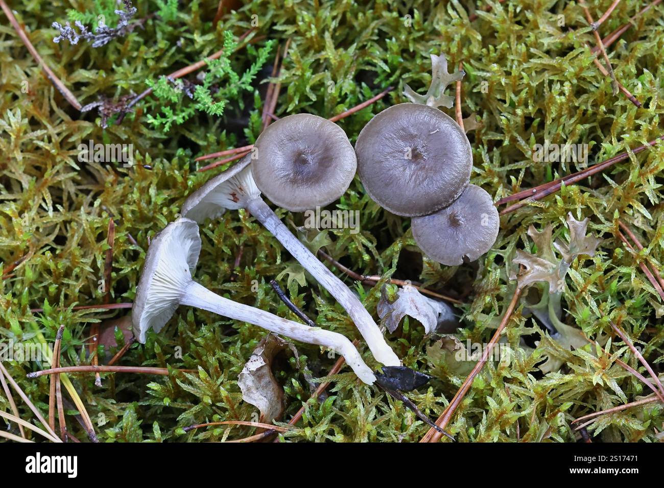 Cantharellula umbonata, comunemente noto come la megattera, fungo proveniente dalla Finlandia Foto Stock
