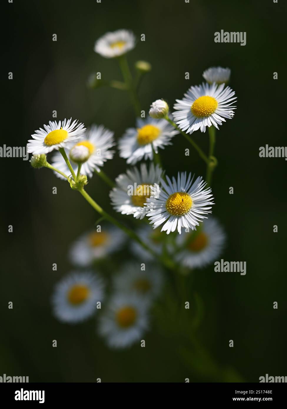 La fleabana annuale, Erigeron annuus, precedentemente Aster annuus, nota anche come daisy fleabane o Eastern daisy fleabane, pianta selvatica proveniente dalla Finlandia Foto Stock