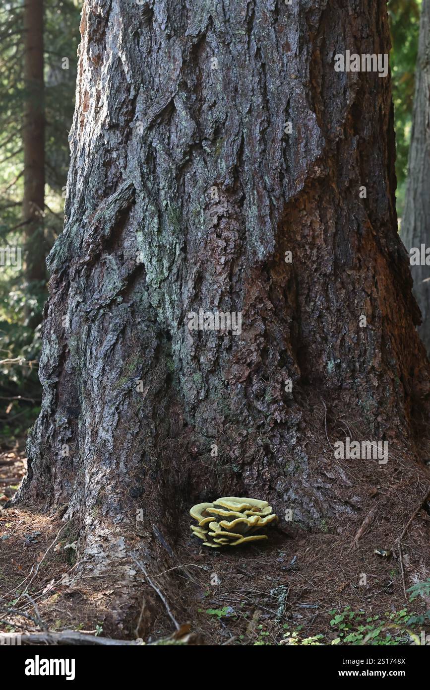 Phaeolus schweinitzii, comunemente noto come fungo a punta di velluto, poliporo di dyer, o fungo a polipi di dyer dalla Finlandia Foto Stock