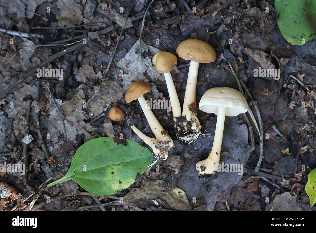 Gymnopus aquosus, chiamato anche Collybia aquosa, noto come gambo duro acquoso, fungo selvatico proveniente dalla Finlandia Foto Stock
