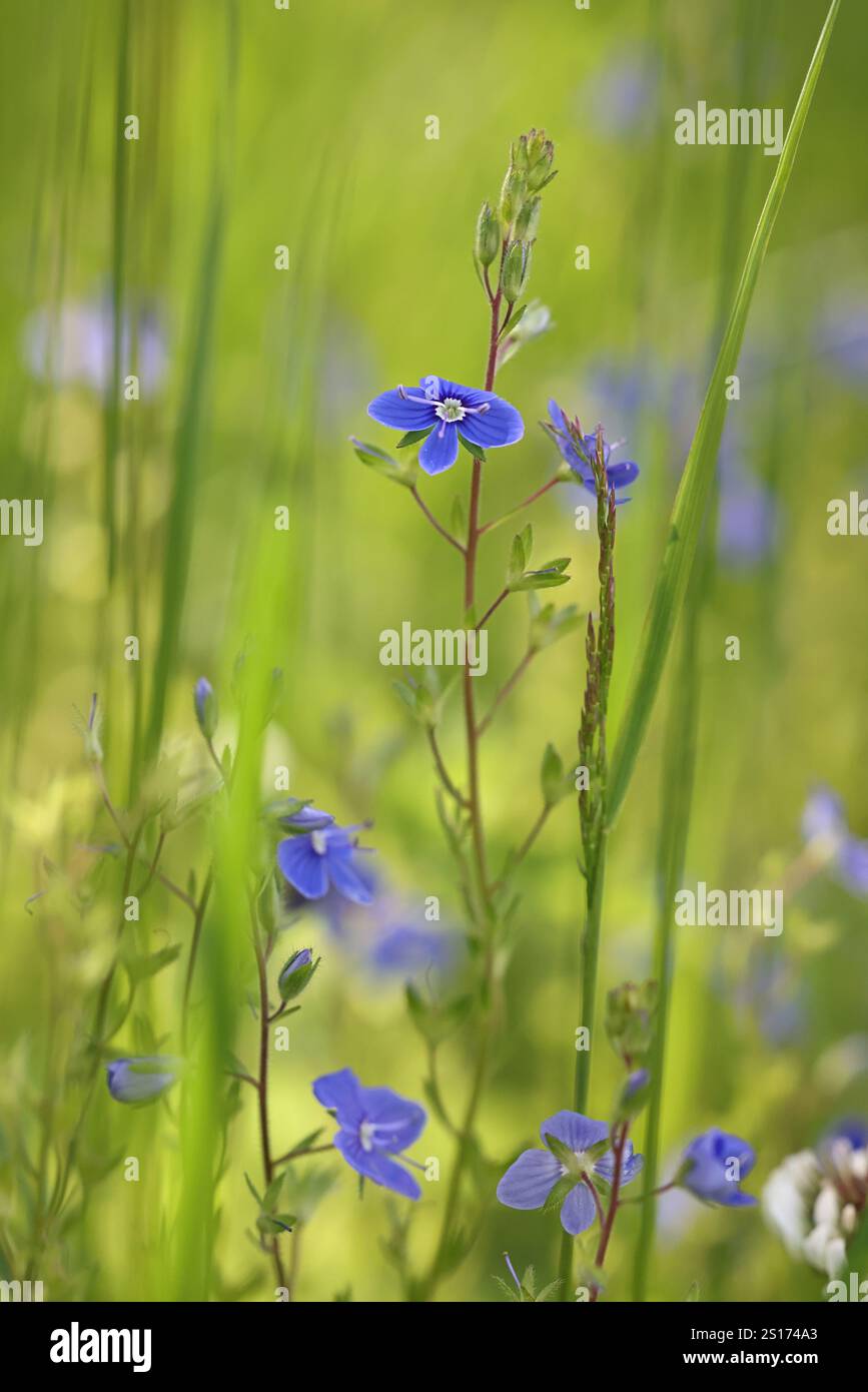Veronica chamaedrys, comunemente nota come Germander speedwell o Bird's-Eye speedwell, pianta selvatica finlandese Foto Stock
