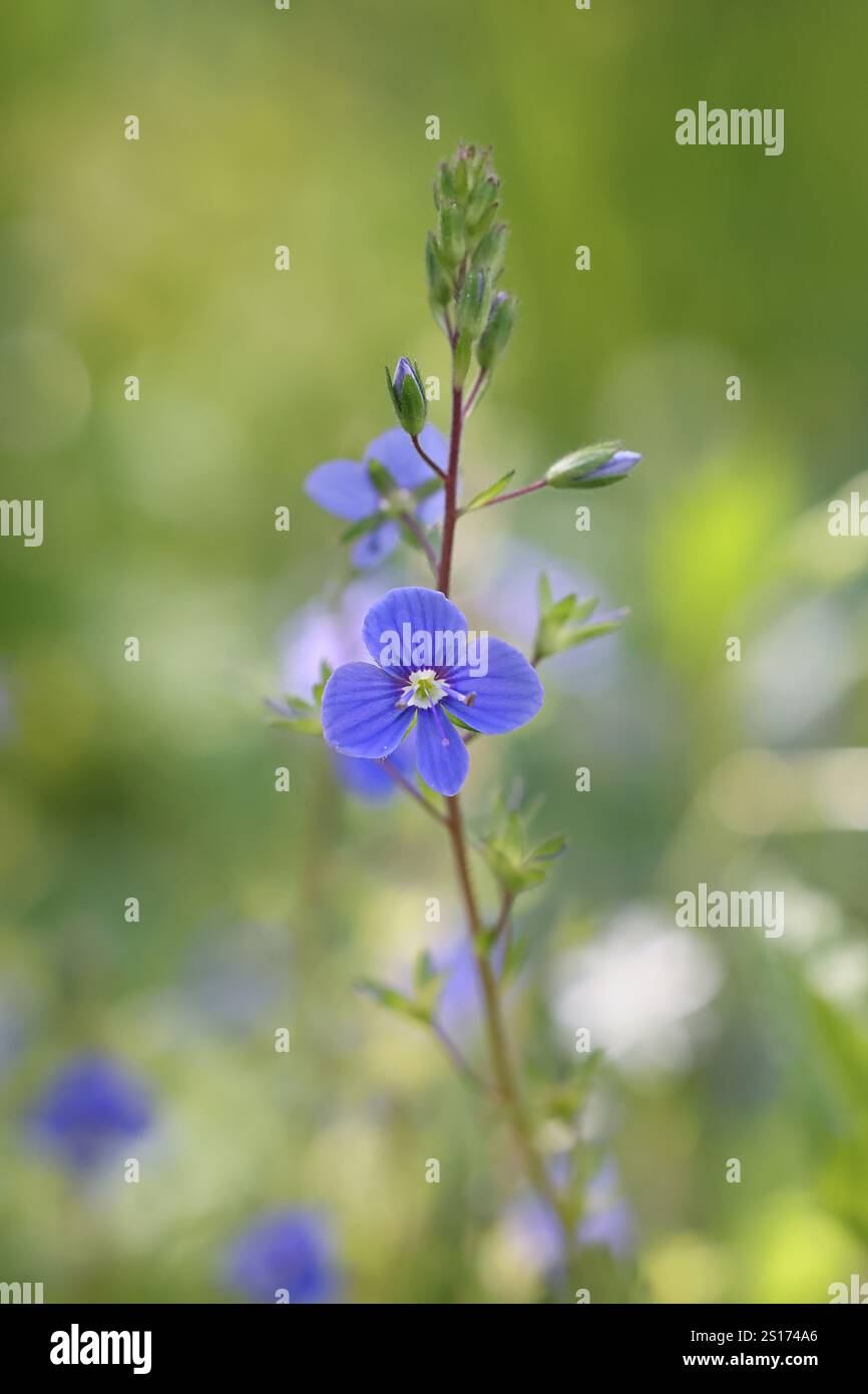 Veronica chamaedrys, conosciuta come Germander speedwell o Bird's-Eye speedwell, pianta selvatica finlandese Foto Stock