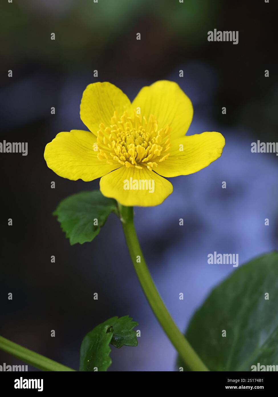 Caltha palustris, comunemente nota come palude-calendula o kingcup, pianta selvatica della Finlandia Foto Stock