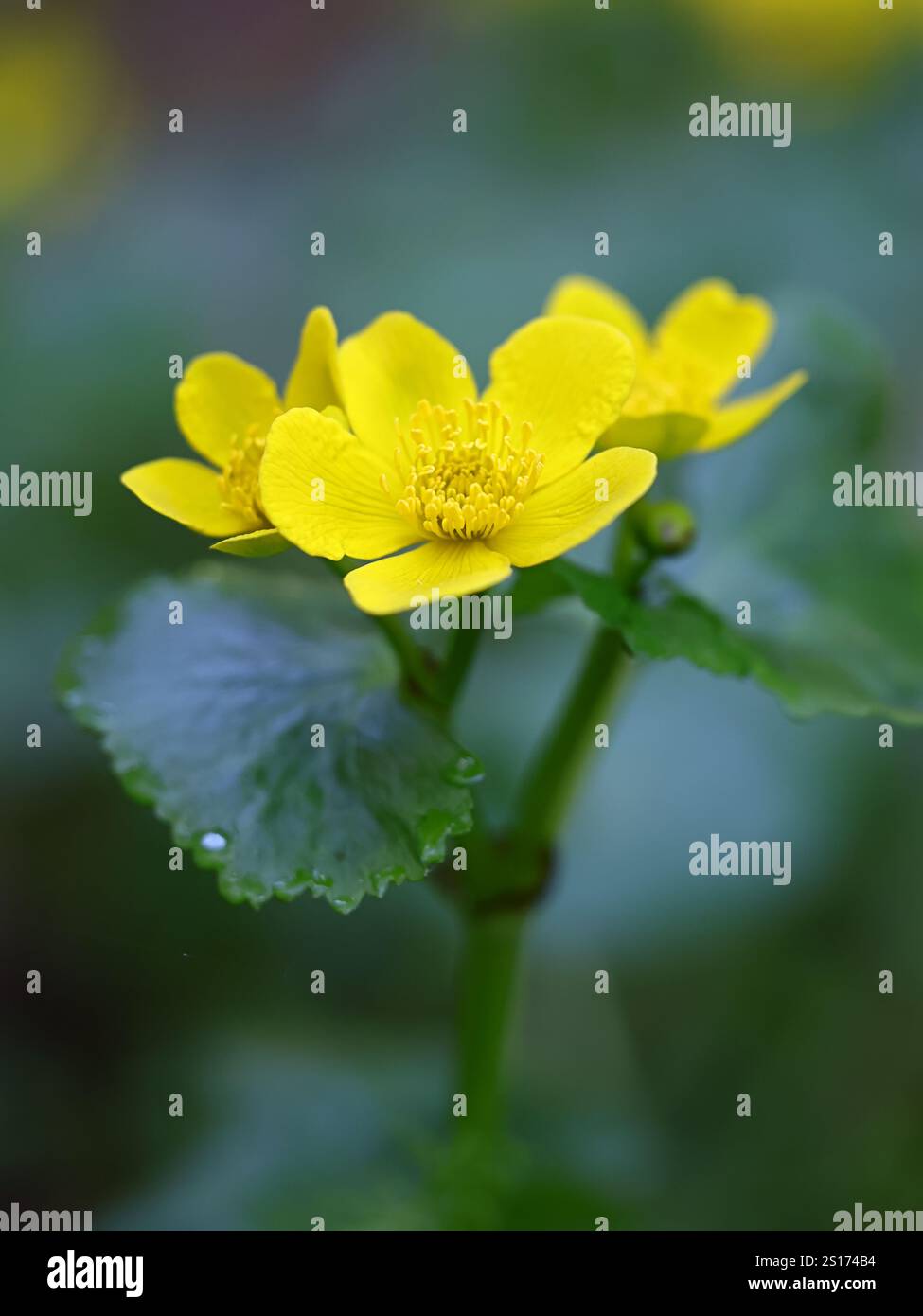 Caltha palustris, comunemente nota come palude-calendula o kingcup, pianta selvatica della Finlandia Foto Stock