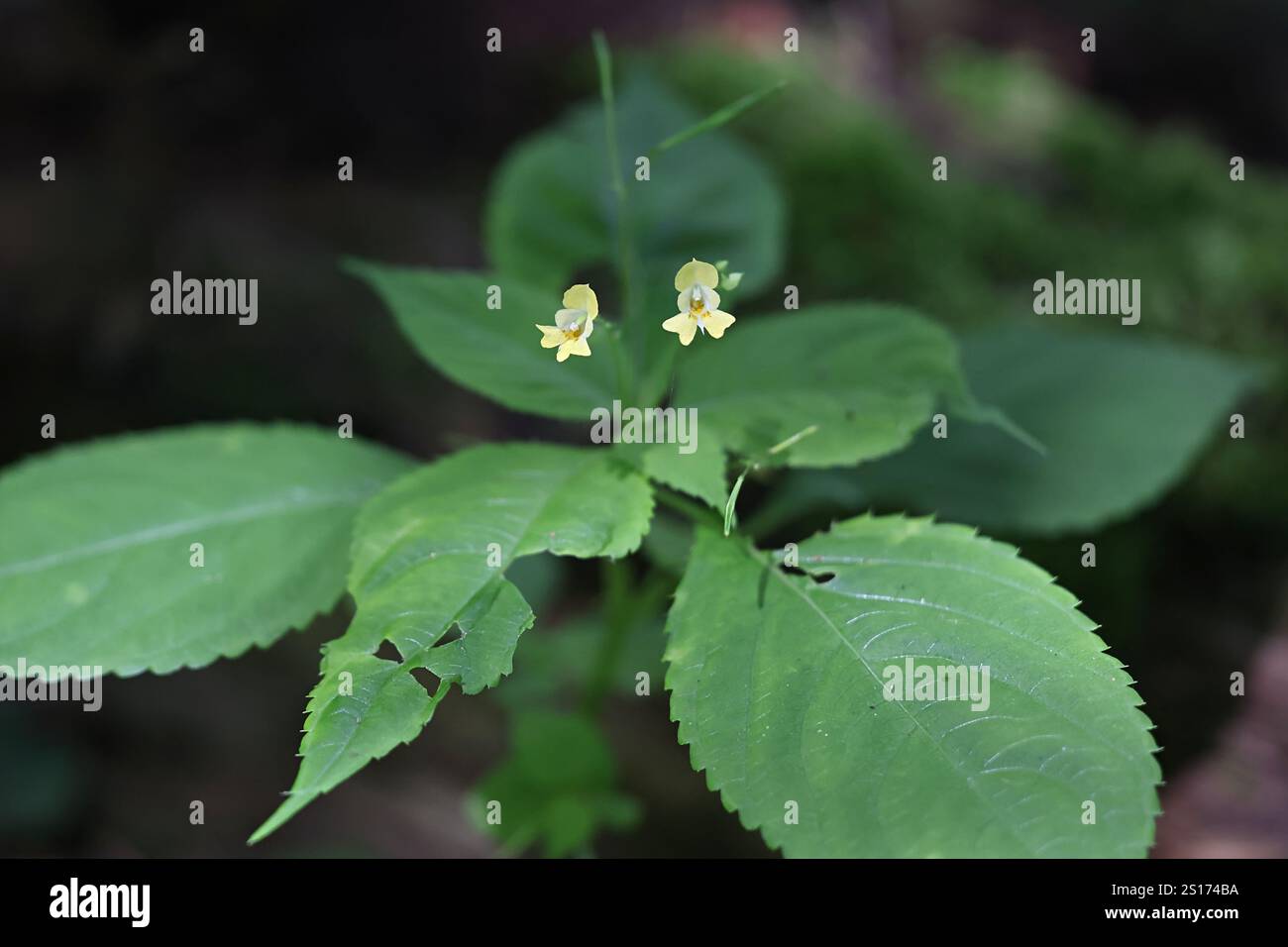 Piccolo balsamo, Impatiens parviflora, noto anche come Smallflower touchmenot, pianta selvatica della Finlandia Foto Stock
