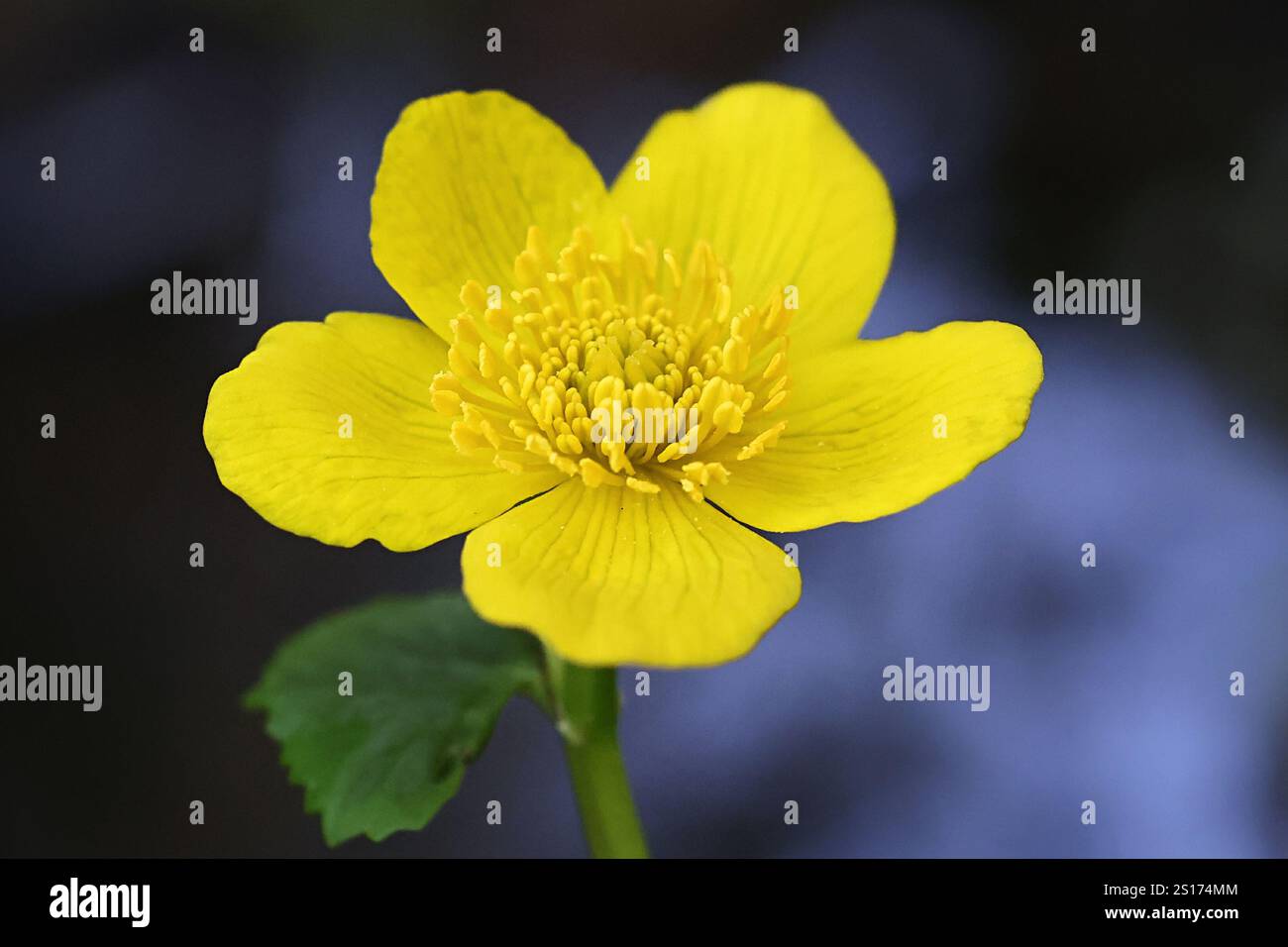 Caltha palustris, comunemente nota come calendula paludosa o kingcup, pianta da fiore selvatica della Finlandia Foto Stock