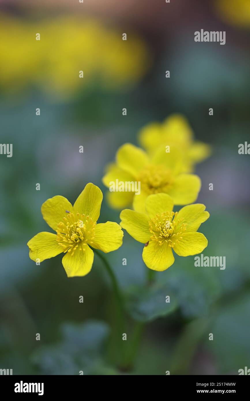 Caltha palustris, comunemente nota come palude-calendula o kingcup, pianta selvatica della Finlandia Foto Stock