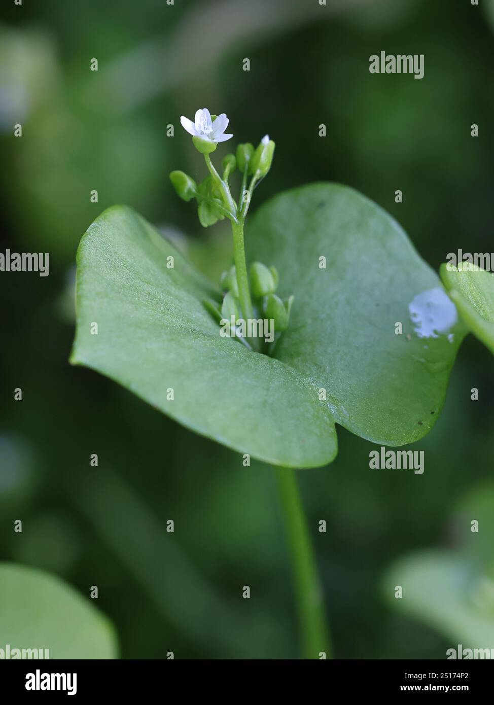 Claytonia perfoliata, comunemente nota come lattuga minatrice, rooreh, lattuga indiana o corallo invernale, pianta in fiore dalla Finlandia Foto Stock
